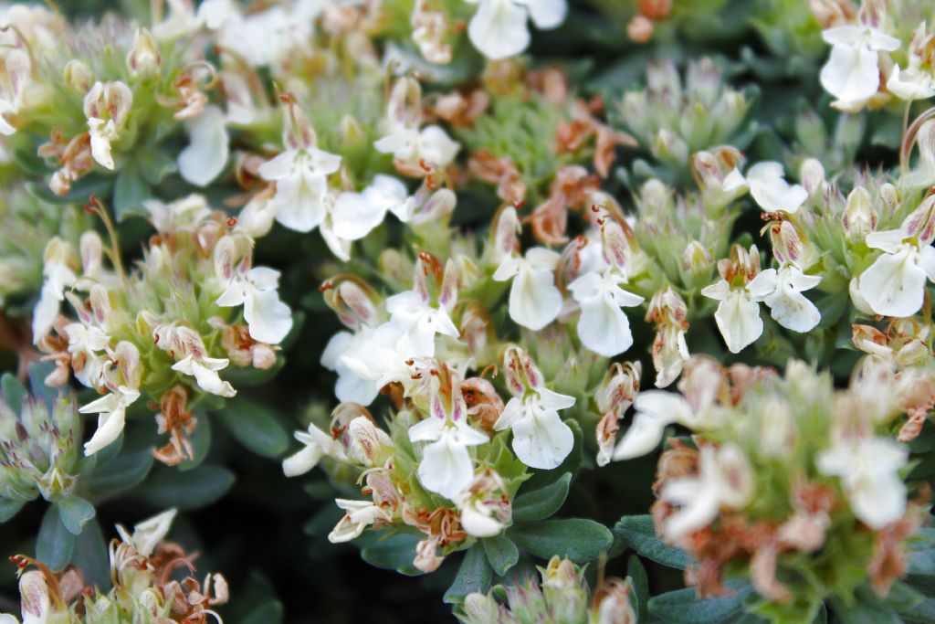 Teucrium montanum / Camedrio montano